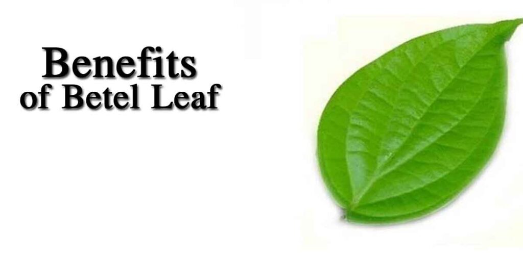 Benefits-of-betel-Leaf.