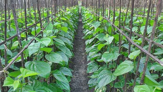 Betel-Cultivation