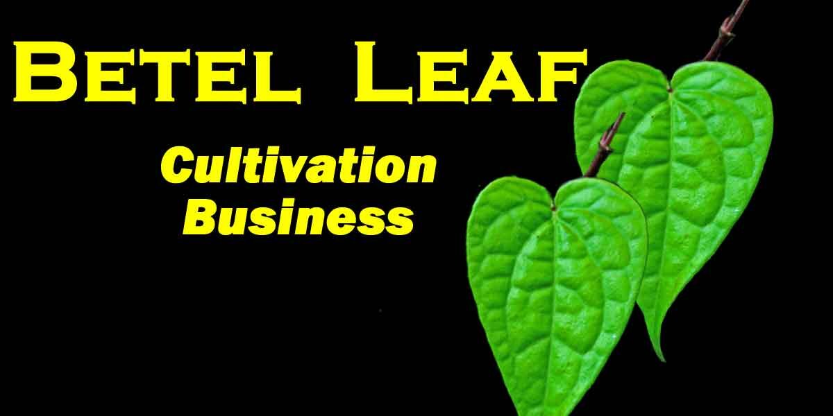 Betel-Leaf
